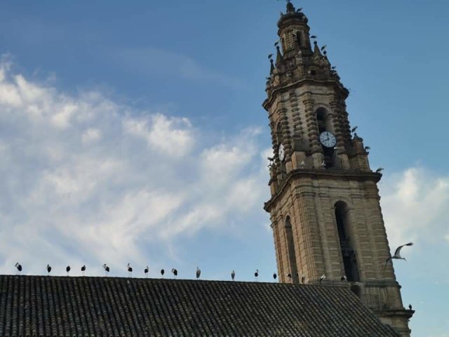 2020.08.29 CIGUEÑAS (6)
